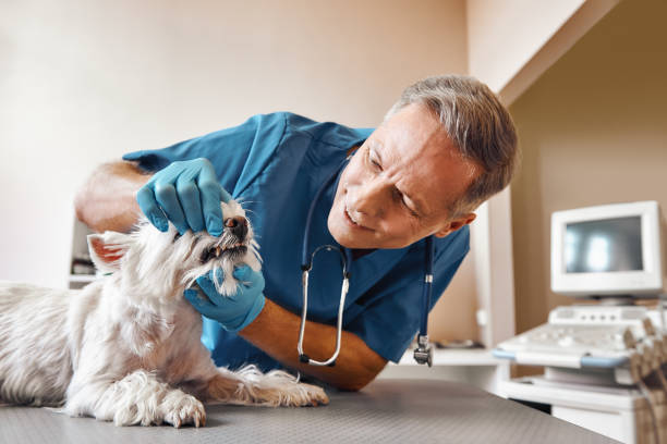Best Broken or Chipped Tooth Repair in Rich Hill, MO